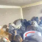 صيصان بلدي