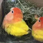 روز