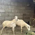 2 ضان دفيع
