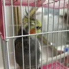 ببغاء للبيع