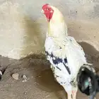 ديك