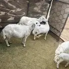 ضان مقاني 2 تحتها 2 و 2مقاريب