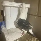 حمام زاجل