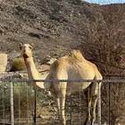 للبيع قعود