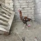 دجاج سندي بيور نسل غبشان
