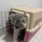 قطوة اليفه لبيع مع جميع مستلزماتها. سبب البيع الراعي مسافر