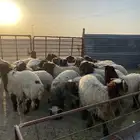 ذبائح طيبه للبيع