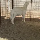 خروف حري شحم