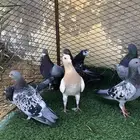 حمام زاجل عادي وسلفر انواع