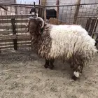 للبيع خروف جبر نعيمي عليه شروط