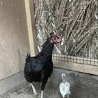 دجاج