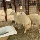 نعجتين حريات صنف طيبات.