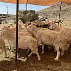 ضان مقنوي مراح طيبات
