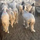 سواكن بيض
