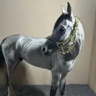 حصان شعبي