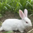 ارانب فرنسيه نظيفه باشوت