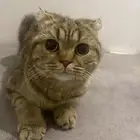 قطط