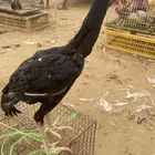 ديك شامو الماني