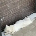 قطة منزل حامل لها شهر في حوش بيتي