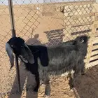 للبيع عنز معها تيس عمره شهر