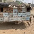 خلايا نحل فاضيه للبيع 6مل و9مل العدد 43