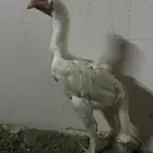 ديك سندي ع اسوم