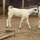 ثلاث جفرات فواخر بيشي
