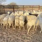 غنم مراح واحد