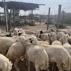 رخال رفيدي من 650