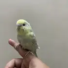ببغاء بادجي للبيع