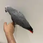 بغبغان كاسكو أليف وهدد وبداية كلام