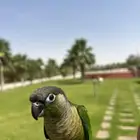 كنيور قرين شيك صبغه قويه هدد خارجي سوبر جامبو