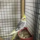 كروان ذكر عدد اثنين