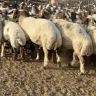 غنم نعيم طيبه العدد 123