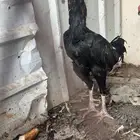 ديكين ودجاجتين