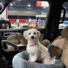 كلب مالتيز انثى 7 شهور