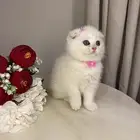 قطط سكوتش للبيع