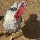 ديك رومي وثلاث دجاج