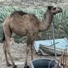 قعود على حليب أمه