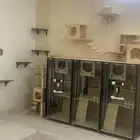 آمان لفندقة وتزاوج القطط