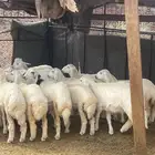 رخال ( تم البيع )