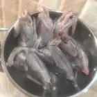 فروخ هندي ( أكل )