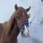 للبيع سيسي العمر 4سنوات