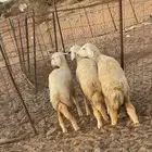 رخال للبيع