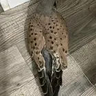طيور باشق