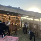 للبيع معزا ولد عوارض طيبه