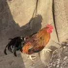 ما في مثله