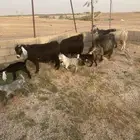 معزا مواليد