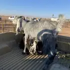 البيع ماعزا دفيع