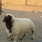 للبيع رخله طيبه